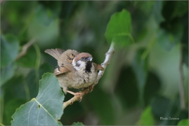<p>VRABEC POLNÍ (Passer montanus) /Eurasian tree sparrow -Feldsperling/</p>